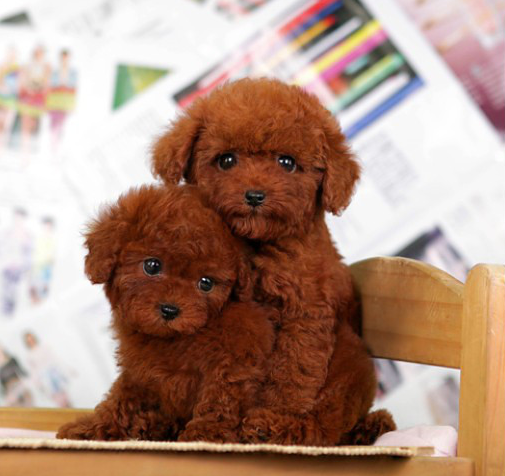 泰迪上海出售纯种袖珍迷你茶杯犬长不大幼犬狗狗