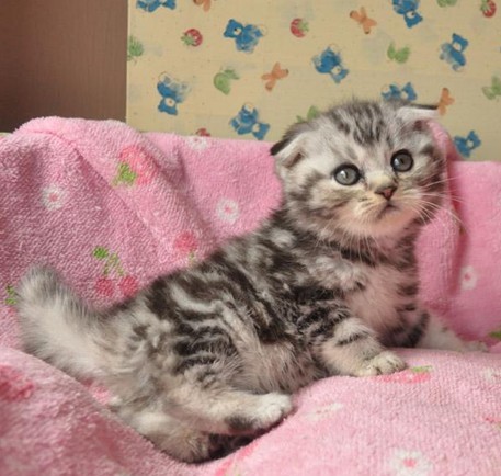 宠物活体纯种美国短毛活体家养美短折耳猫幼猫猫咪