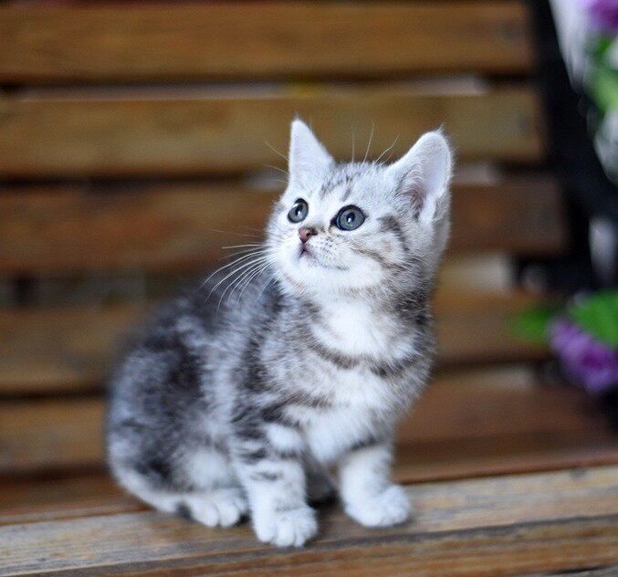 赛级美国短毛猫家家养活体幼猫银虎斑加白起猫咪