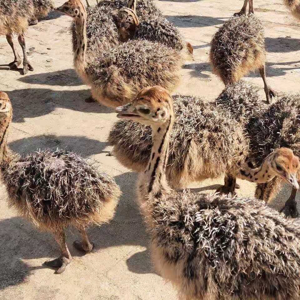 非洲鸵鸟幼苗幼崽脱温一对物体养殖技术资料包邮定畜牧