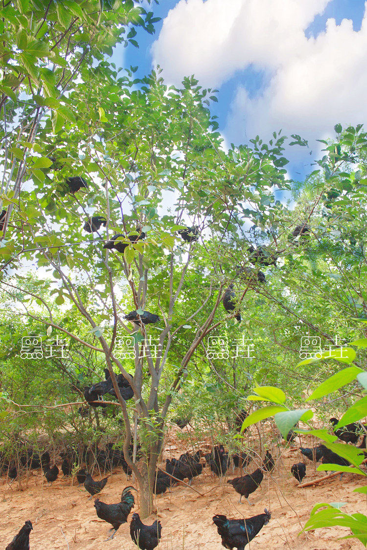 正宗散养黑垚乌鸡老母鸡月子土鸡乌骨鸡农家纯粮新鲜有机柴草笨鸡