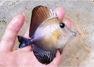 三角海水观赏鱼活体珊瑚缸吊类食藻快递发货定水包鱼