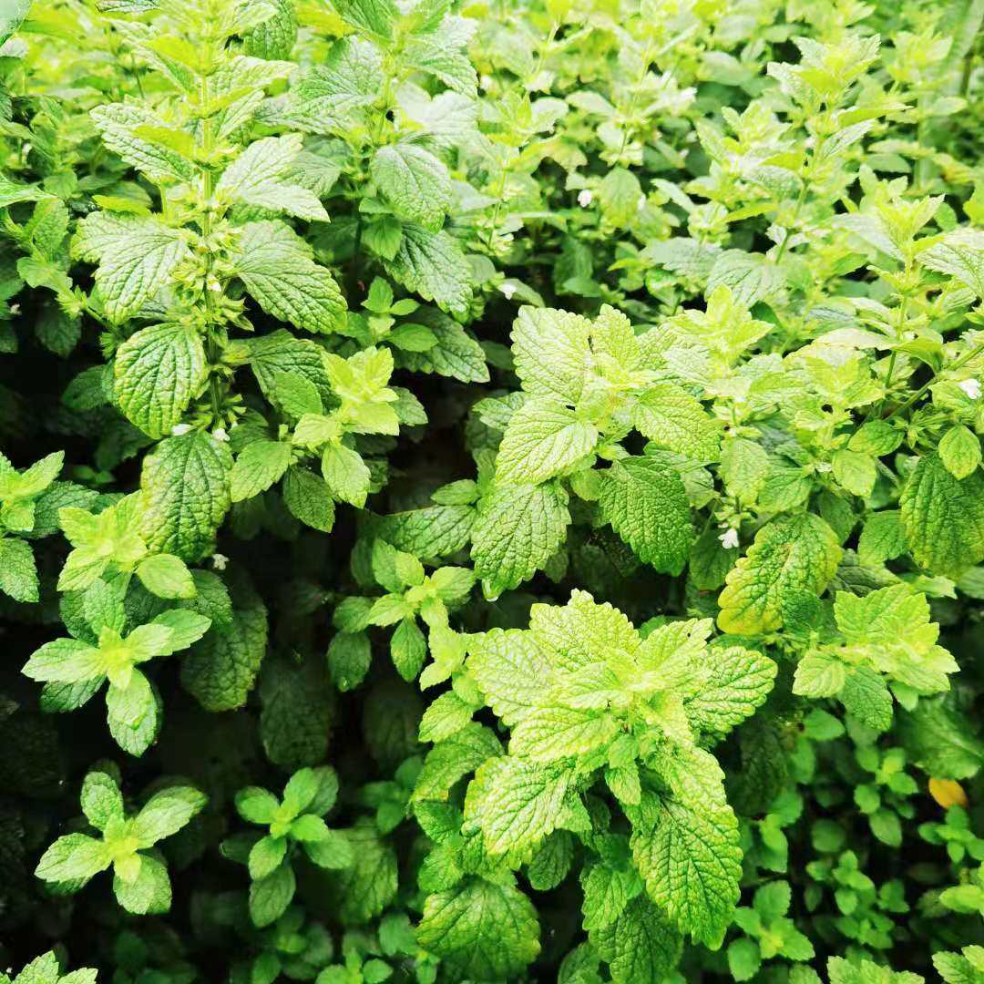 新鲜柠檬香蜂草鲜叶江浙沪京津5斤包邮普快腌制绿植