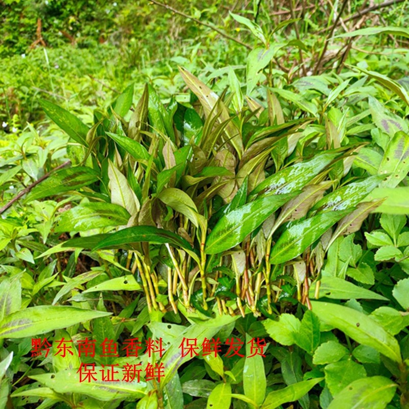 香料贵州特产鱼廖新鲜蔬菜辣柳榕江从江烧鱼其它