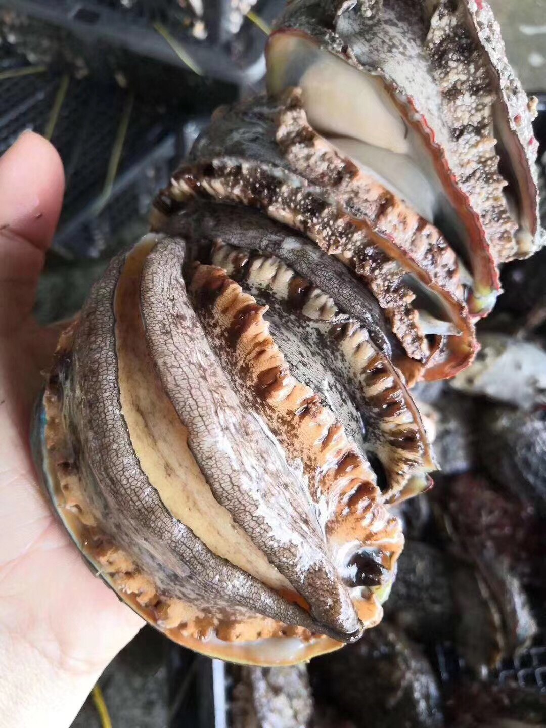 鲍鱼鲜活大个新鲜黑金金大7头活体500g水产鲍鱼