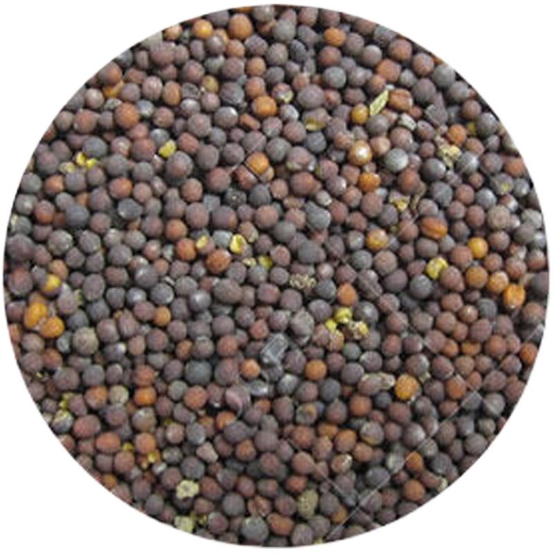 菜籽鸡毛种子上海青菜菜菜种籽大全蔬菜菜种家庭园艺种子