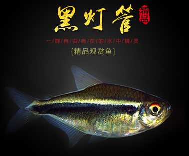 丽丽灯管银针接吻鱼三湖杂雕珍珠珍珠马马甲电光鱼