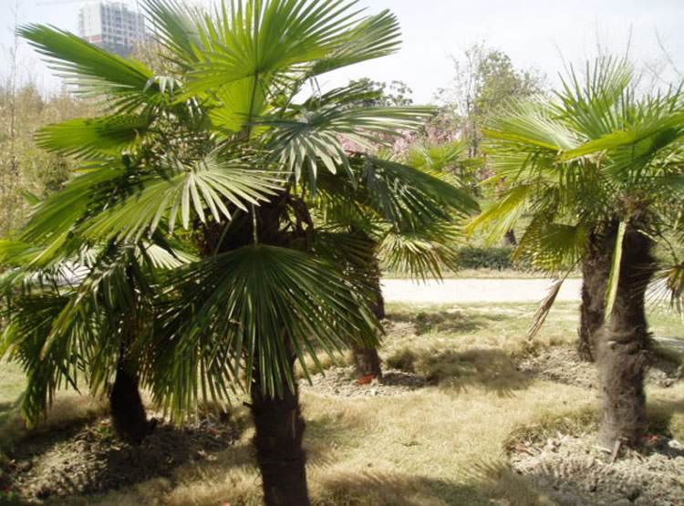 扇子棕榈棕榈树树苗四季常青花卉绿植植物盆栽行道树