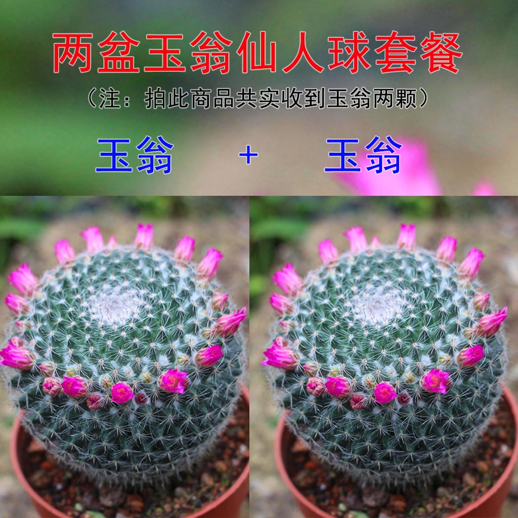 玉翁仙人球植物带盆会开花带盆玉翁仙人掌多肉植物盆栽好发货包邮