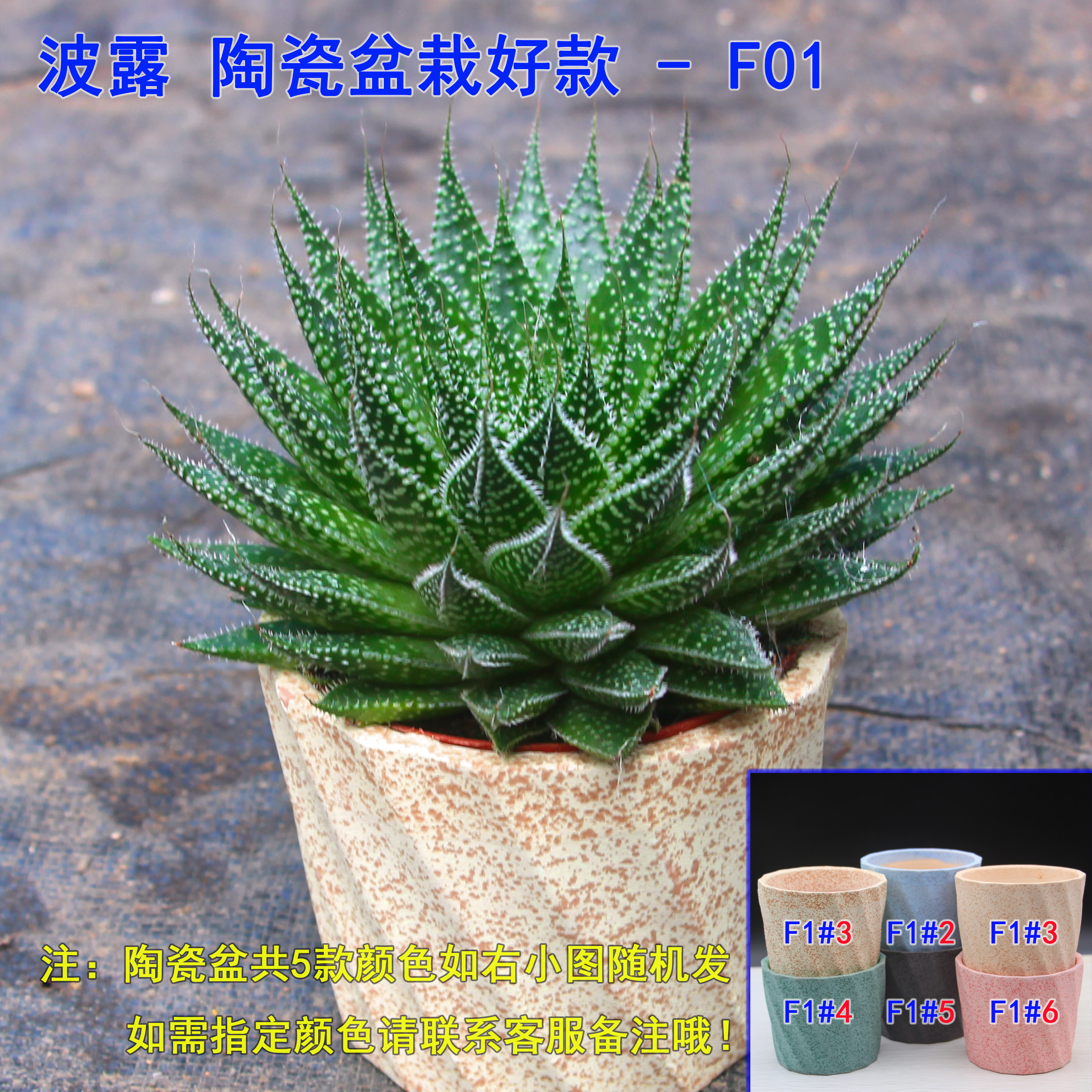 波露多肉大棵雪花芦荟防辐射绿植净化空气不夜城芦荟盆栽包邮