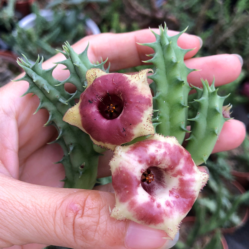 萝藦科犀牛角紫龙角多肉植物组合小盆栽防辐射绿植花卉