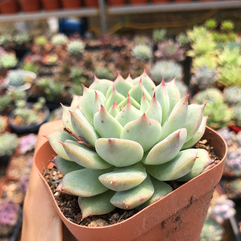 tp蒂比多肉植物景天天科绿植盆栽多肉植物