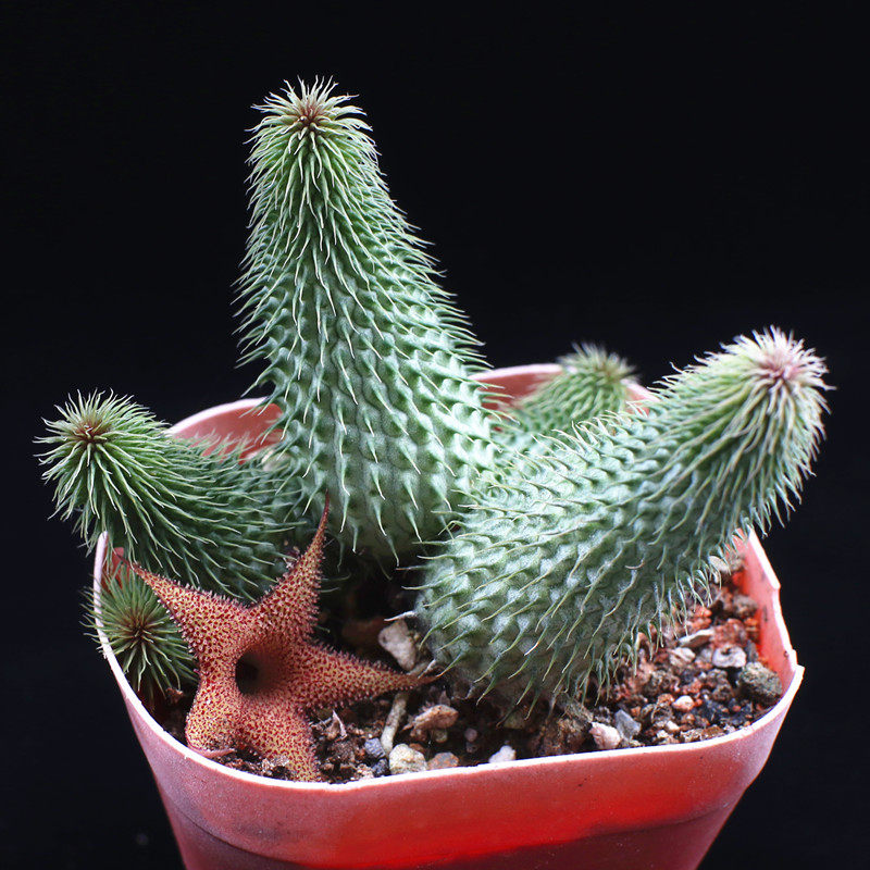 阿修罗萝藦科剑龙角属多肉植物稀有易养防辐射迷你多肉植物