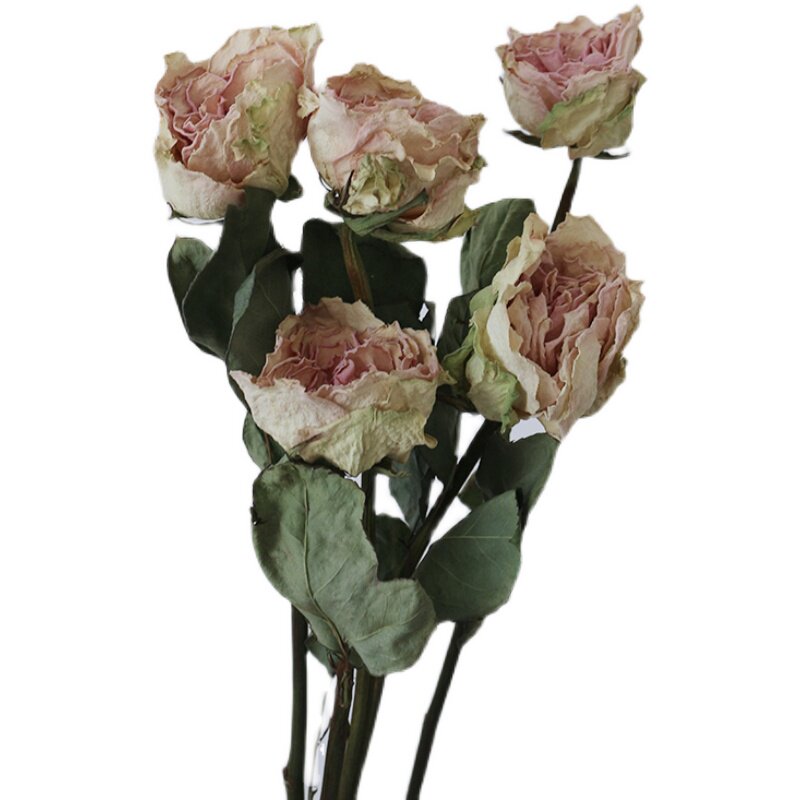 稀有白色玫瑰干花天然真花花苞家居装饰插花高端干花