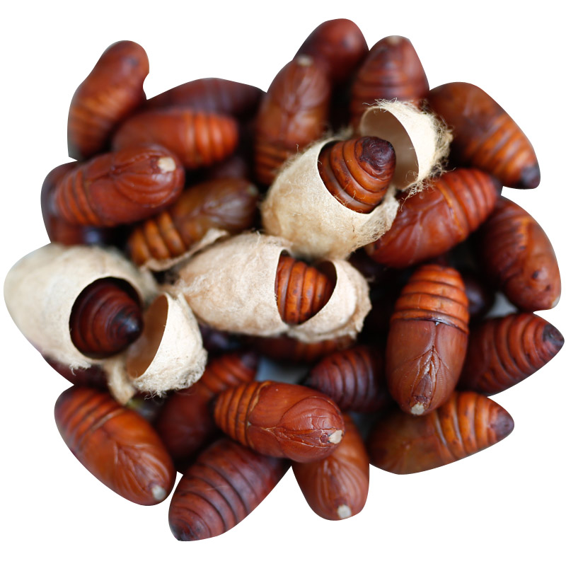 东北特产大黄柞蚕蛹新鲜活蝉蛹鲜活野生活体2019茧蛹500g 2斤包邮