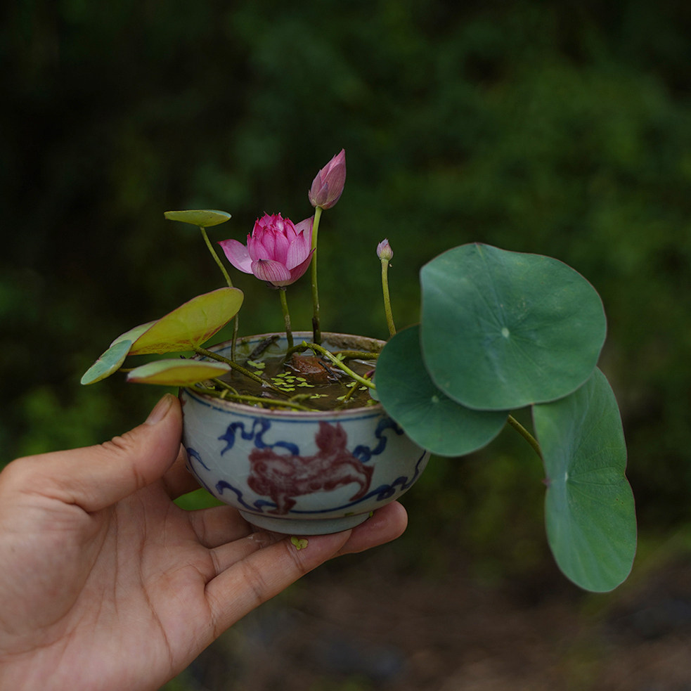 永州周劲松家直播楼顶庭院阳台微型盆栽碗莲荷花时令草本花卉