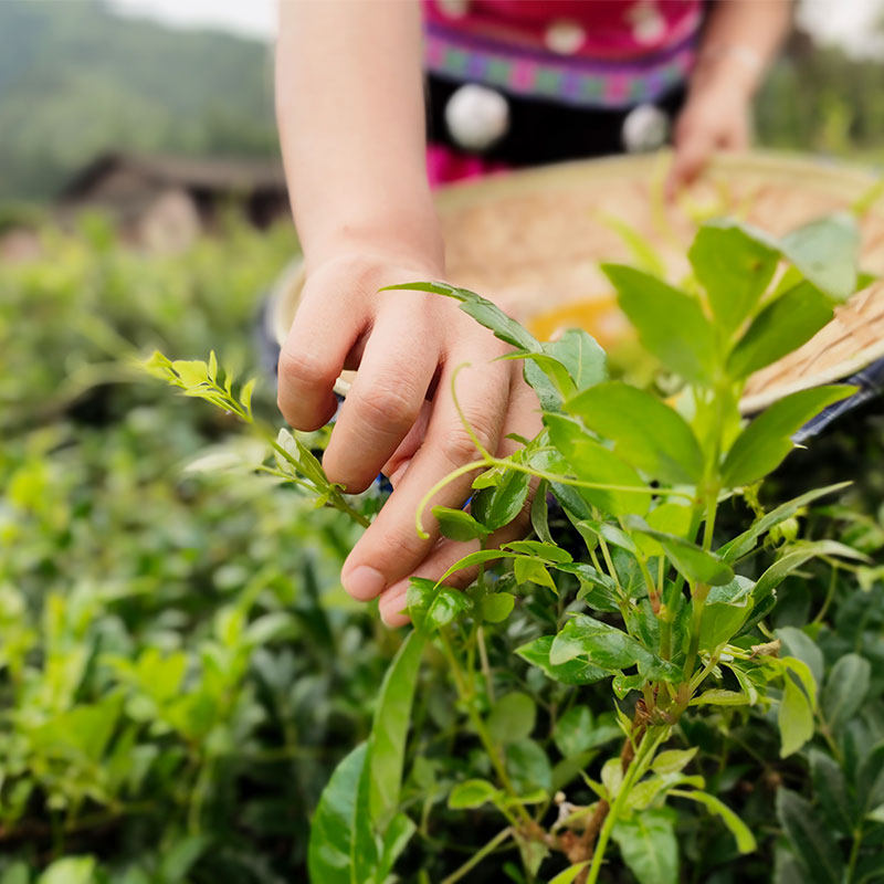 永顺莓茶湘西养生新鲜芽尖湖南毛坝利咽茶张家界莓茶