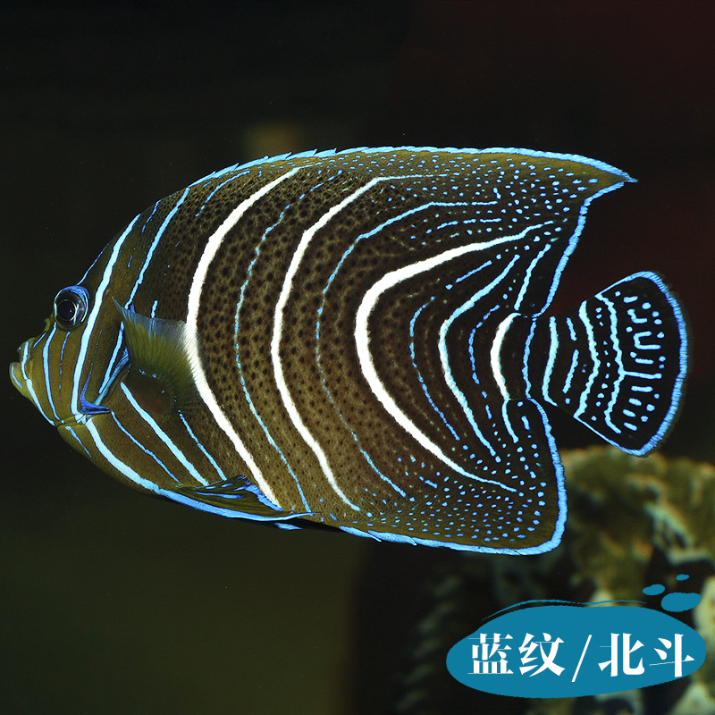 蓝纹北斗神仙高兰海水珊瑚活体鱼海观赏宠物鱼