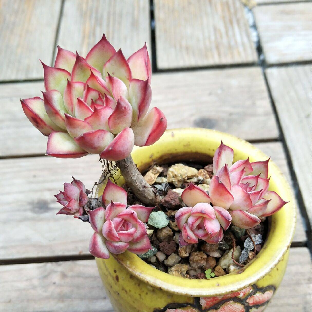 多肉植物荷花群生小老慈禧花月月夜樱桃一物多肉植物