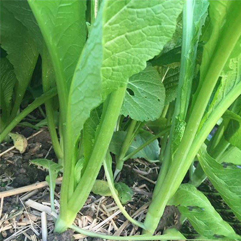 菜种四季甜春种子盆栽广东小青青菜甜嫩芥菜家庭园艺种子