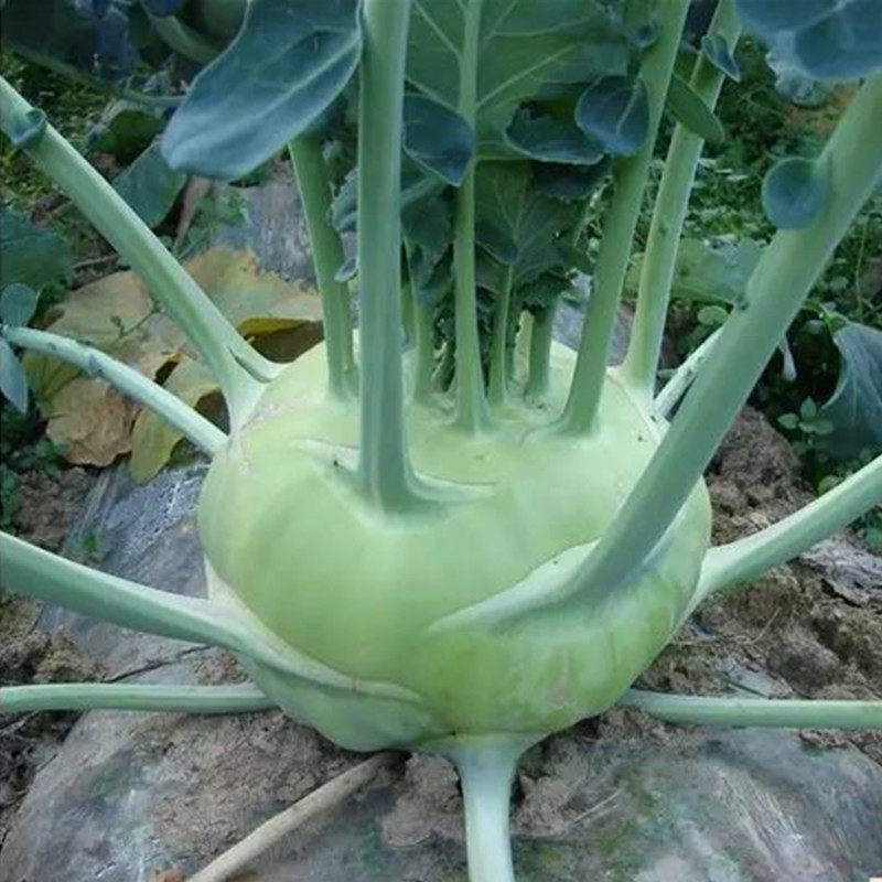 芥蓝苤兰种子种籽高产大头菜芥兰头球茎水果甘蓝家庭园艺种子