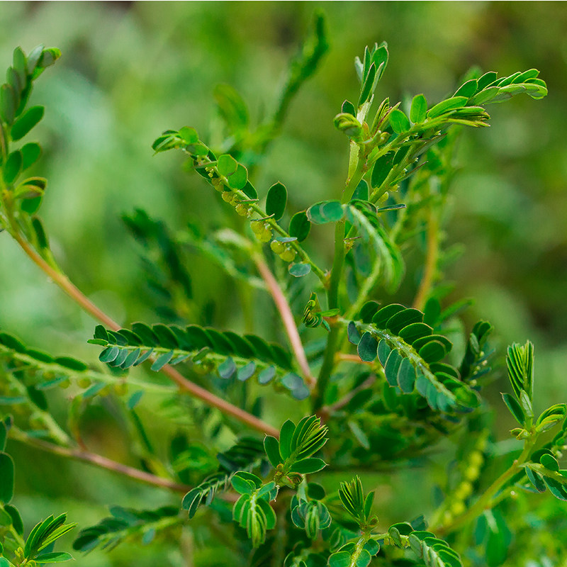 新货野生日晒叶下珠珍珠龙珠草鱼鱼鳞草夜天然其他药食同源食品