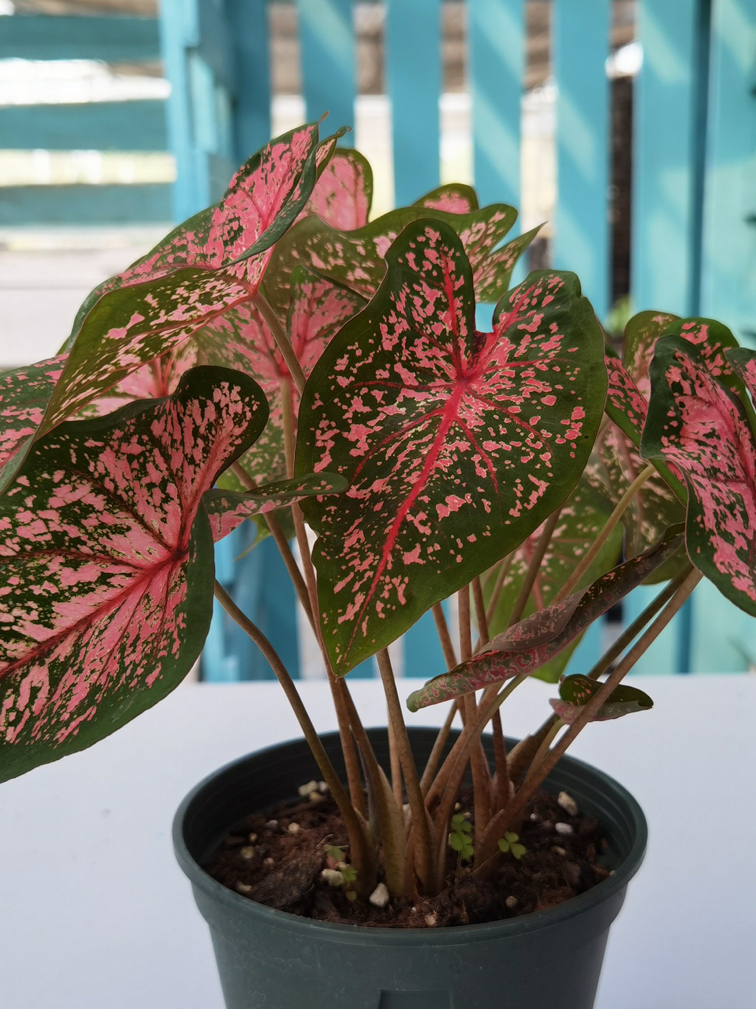 进口叶多年植物生球根多年彩叶新品丽人粉色盆栽花卉