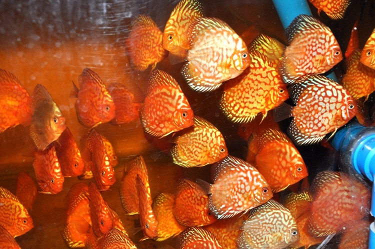 仙鱼七彩神体长活体神仙热带鱼特价商品鱼