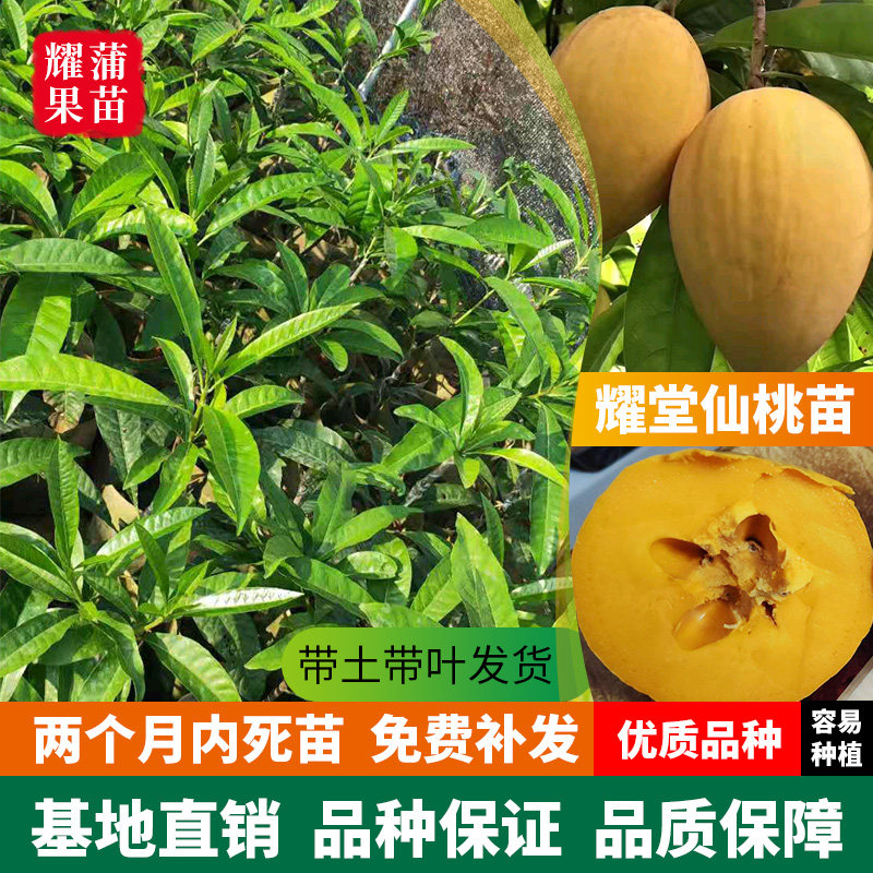 大果树苗台湾耀堂仙桃鸡蛋鸡蛋果果苗果树水分果树