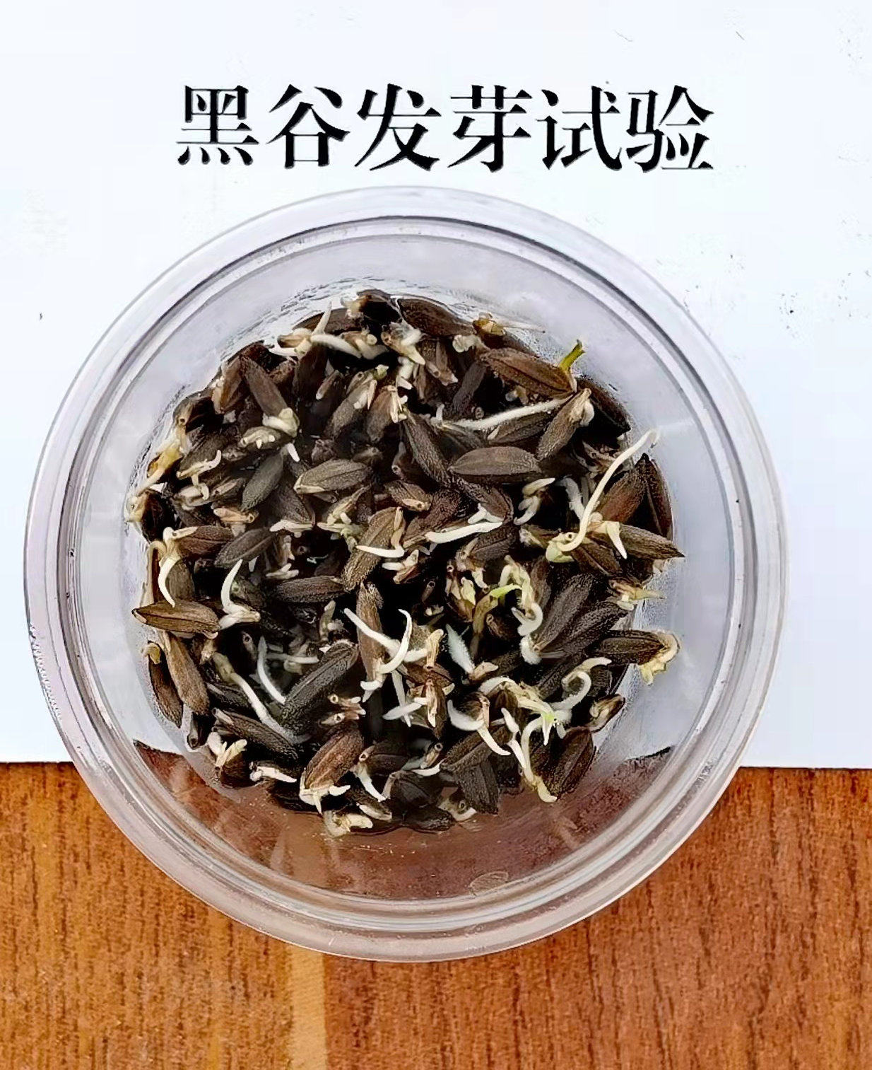 正宗洋县黑稻谷黑米种子水稻高产种子1千克黑米稻种子送资料