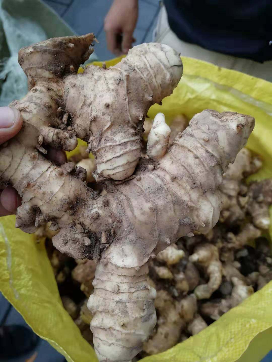 新鲜黄精5斤包邮秦岭500克姜形甜现挖野生老黄黄精