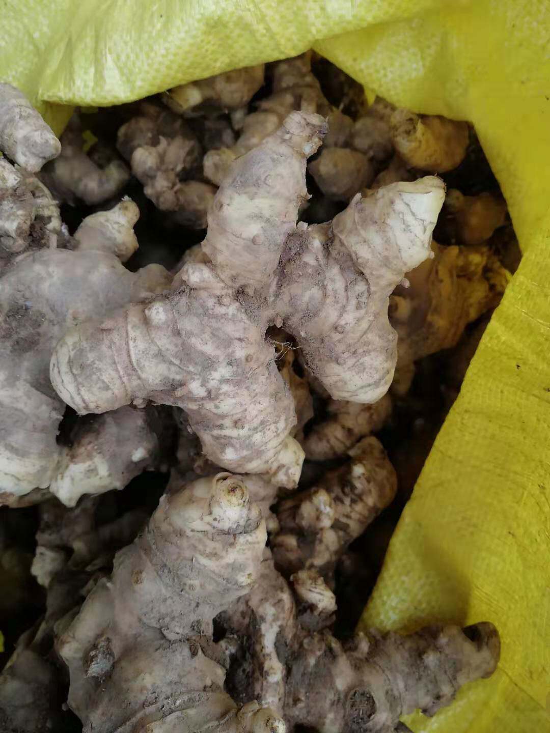 秦岭新鲜黄精500克姜形甜黄精新鲜现挖野生老黄精包邮