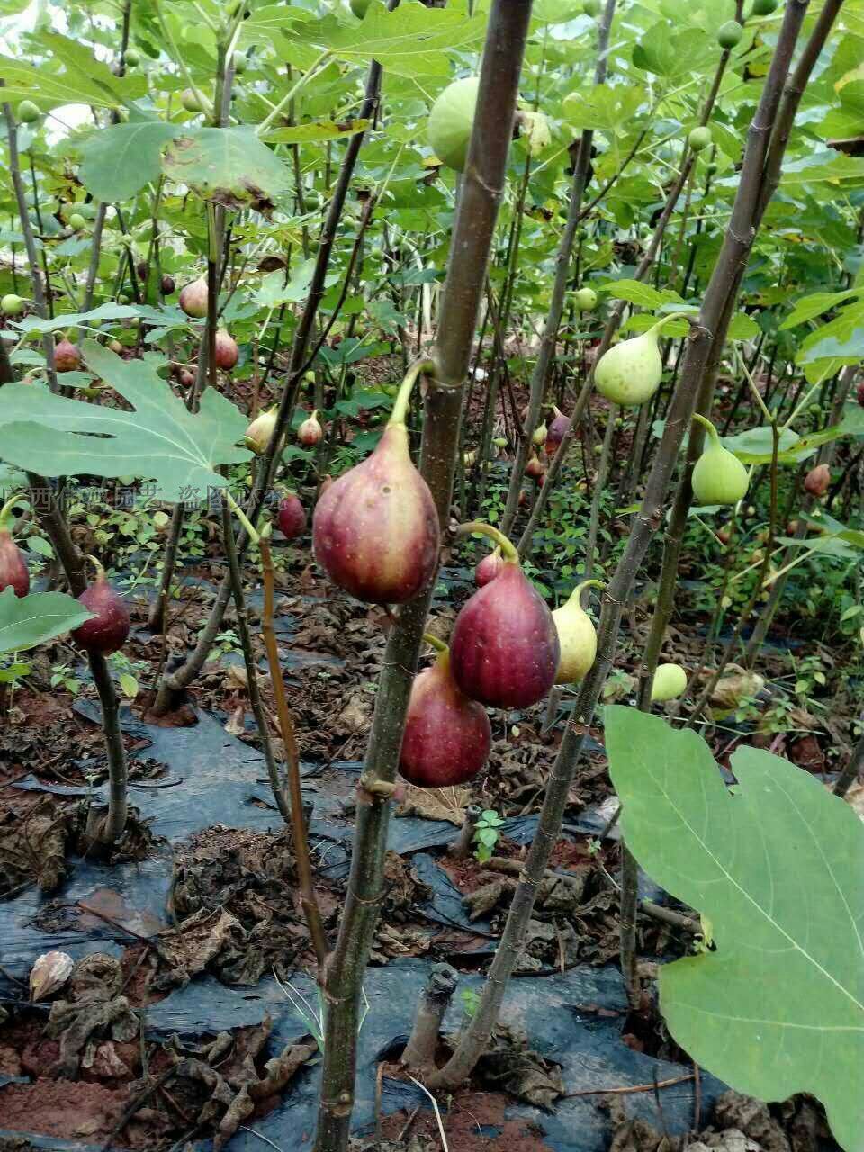 广西波姬红无花果苗树苗当年结果四季种植庭院盆栽阳台南方北方