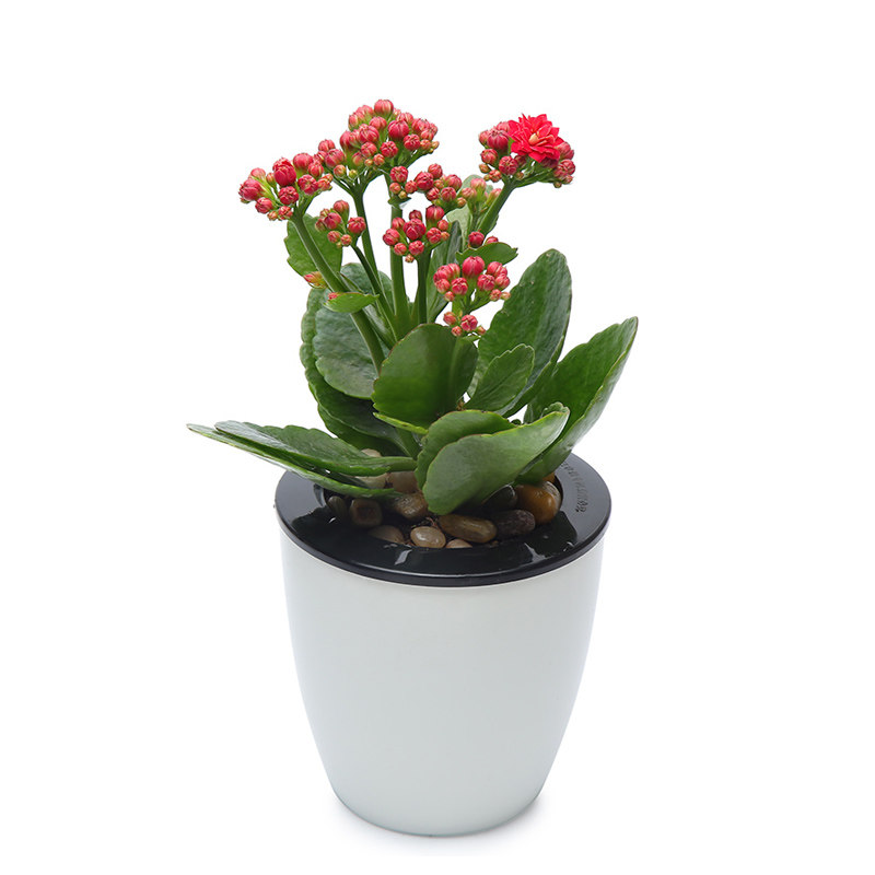 长寿花盆栽观花植物室内绿植净化空气重瓣带花苞花卉盆栽长寿花