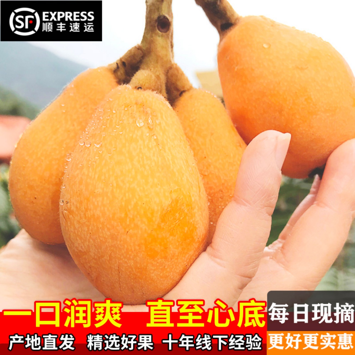 大凉山新鲜枇杷果攀枝花米易甜大果当季孕妇水果整箱包邮琵琶五星