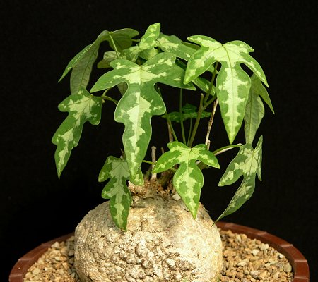 块茎西蕃白皮lindiniiadenia植物非洲2017珍稀团购多肉植物