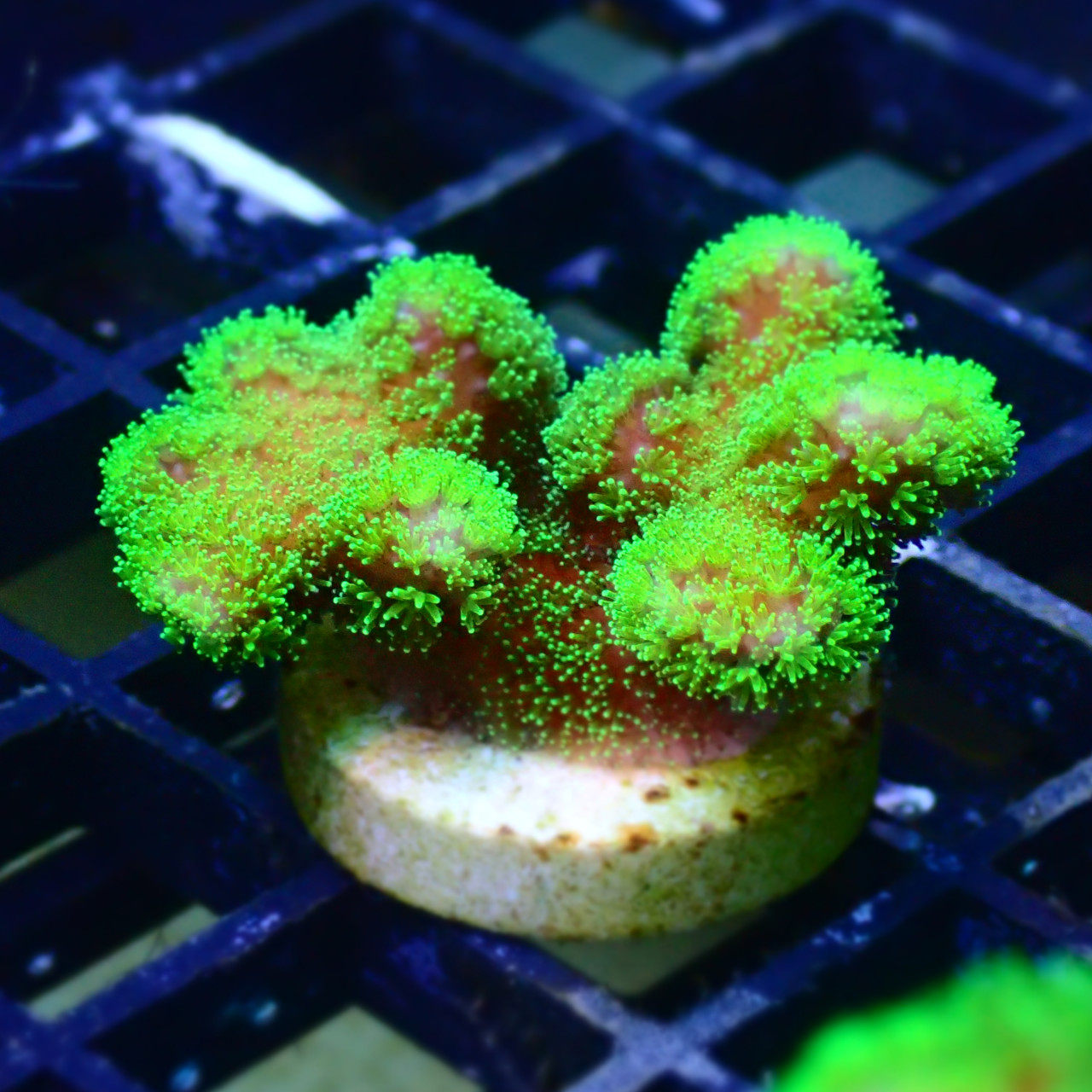 澳洲荧光绿猫猫骨活体珊瑚新手试水硬骨sps其它水族宠物