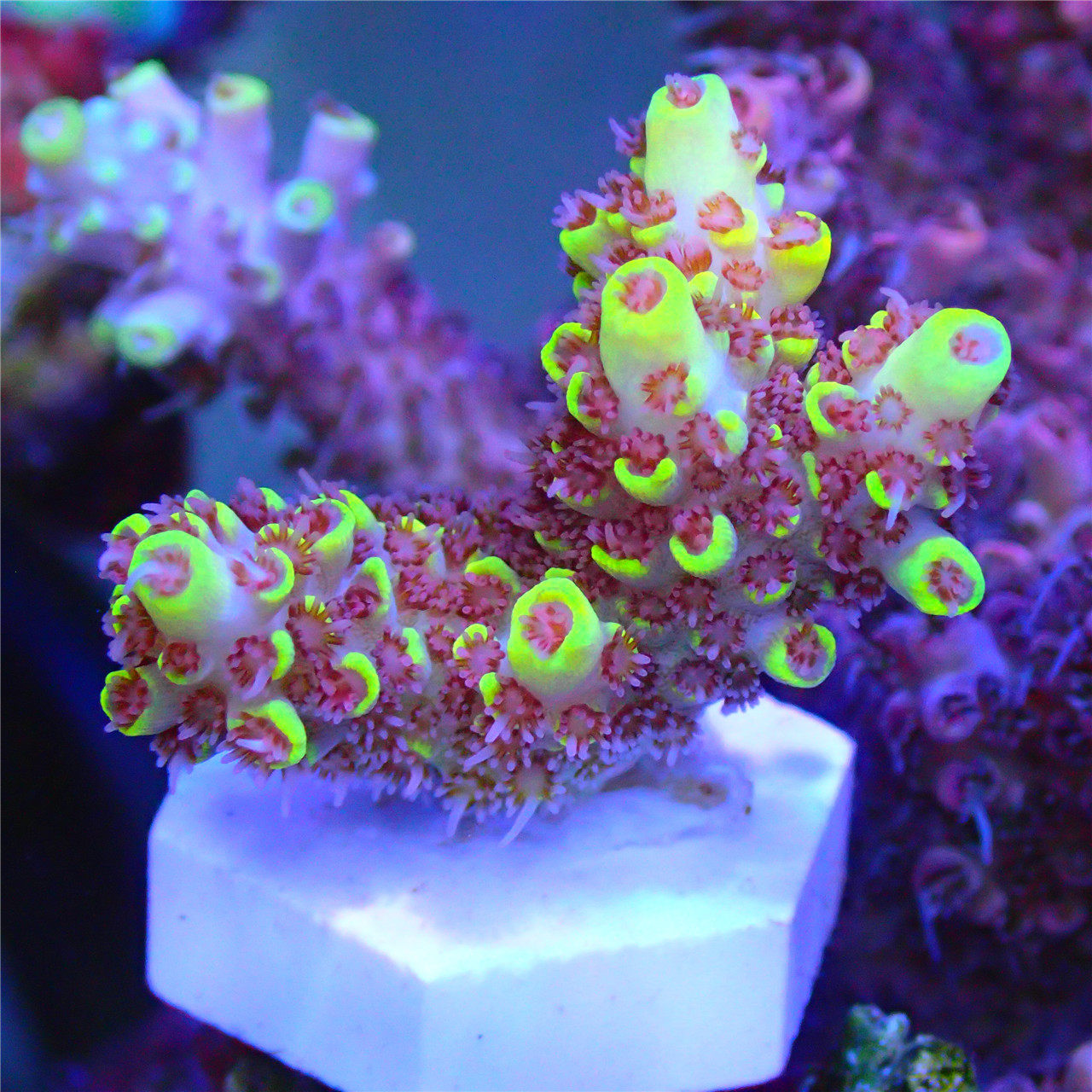 日炙美国rr金黄色红色印尼轴孔活体珊瑚sps其它水族宠物