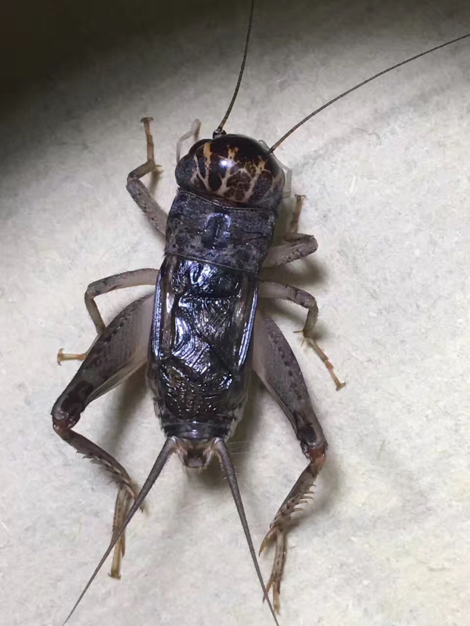 东北虫行山东巨型超大蛐蛐蟋蟀活体斗虫鸣虫蟋蟀