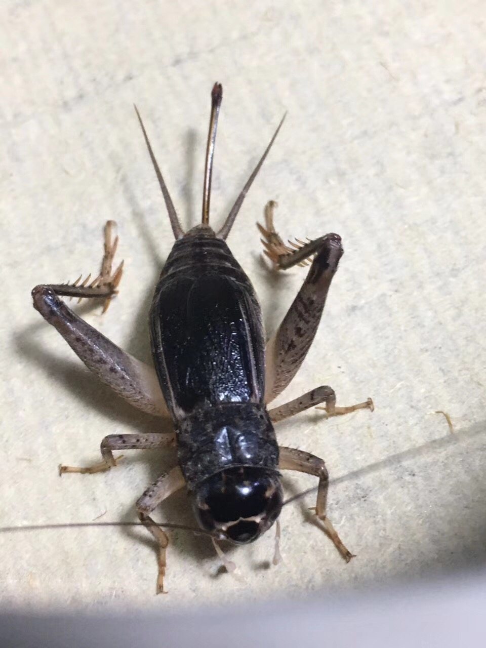 东北提铃专用配母公虫粉虫活体虫行蟋蟀好母蟋蟀