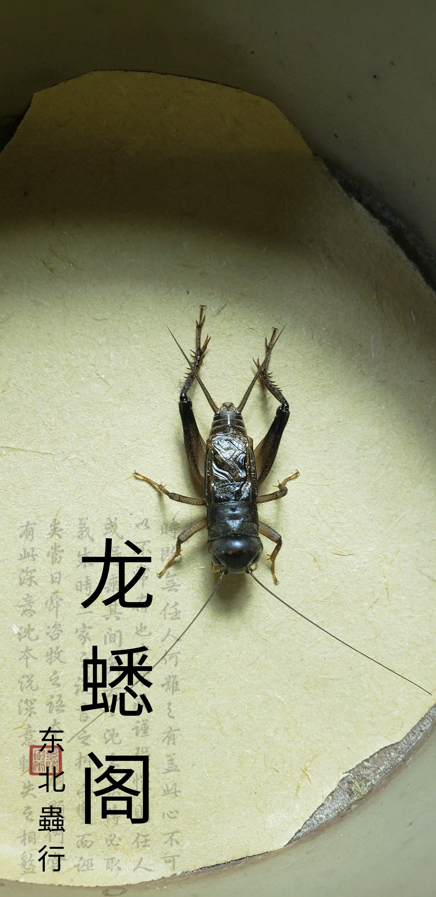 东北虫行黑金刚蟋蟀活体异虫蛐蛐限量热卖斗虫包蟋蟀