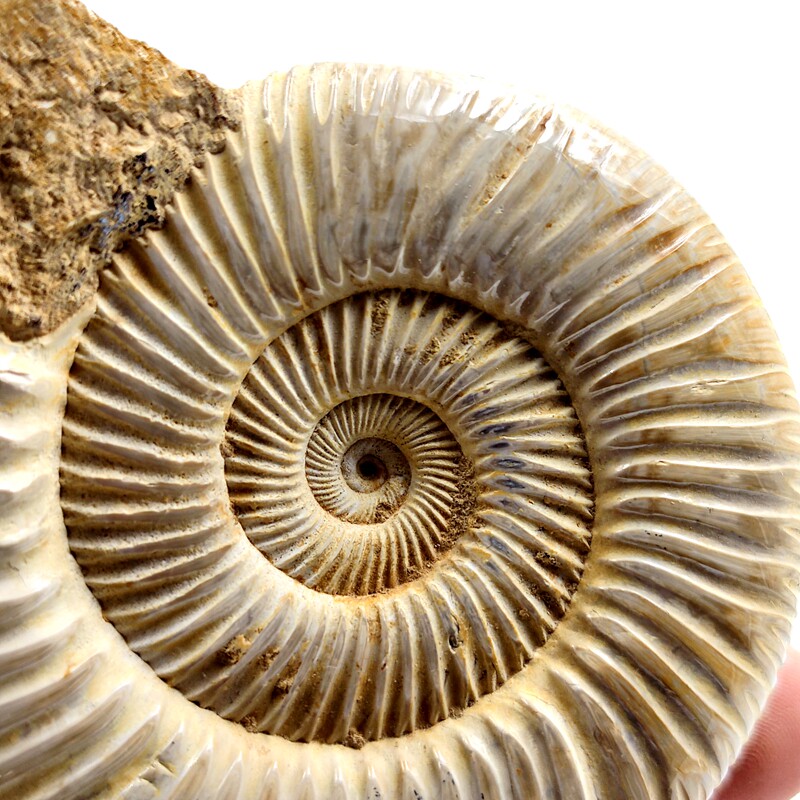 菊石化石科普天然巴普洛夫古生物摆件儿童教学摆件