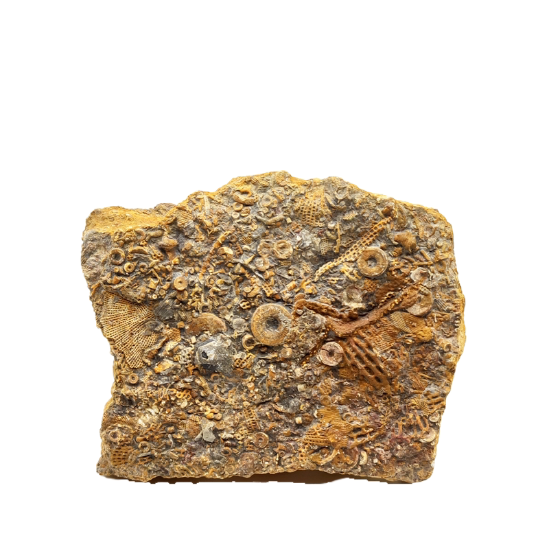 天然古生代苔藓海鲜披萨泥盆纪古生物化石地质科普摆件
