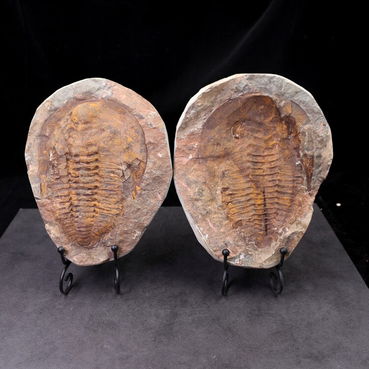 化石三叶虫天然摩洛哥原石泥盆纪大三古生物教学标本摆件