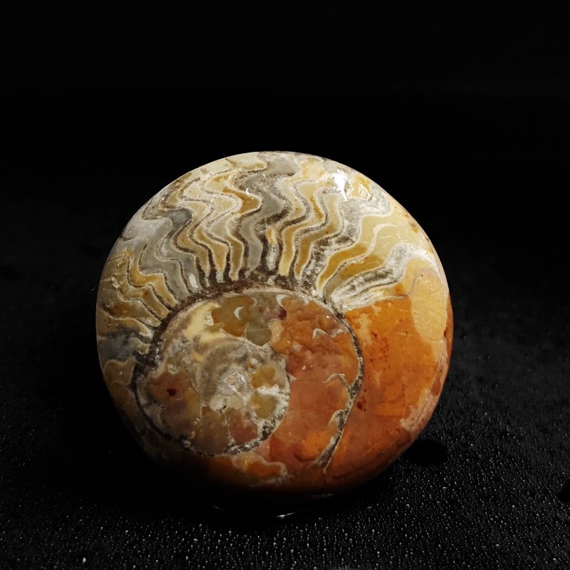 菊石湖北恩施水冲打磨叶菊石海螺古生物化石科普摆件