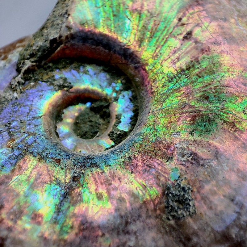 菊石天然叶菊石科普地质儿童斑彩彩螺马达七彩菊摆件