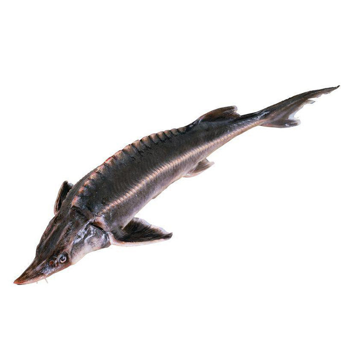 礼品活体鲟鱼长白山冷水鲜活鲟龙龙鱼淡水鱼达氏淡水鱼类