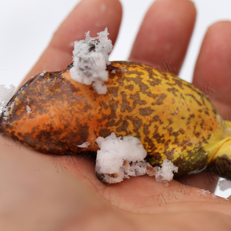 东北老农吉林活林蛙雪蛤母豹子蛤蟆哈什蚂籽油多顶两其它雪蛤制品