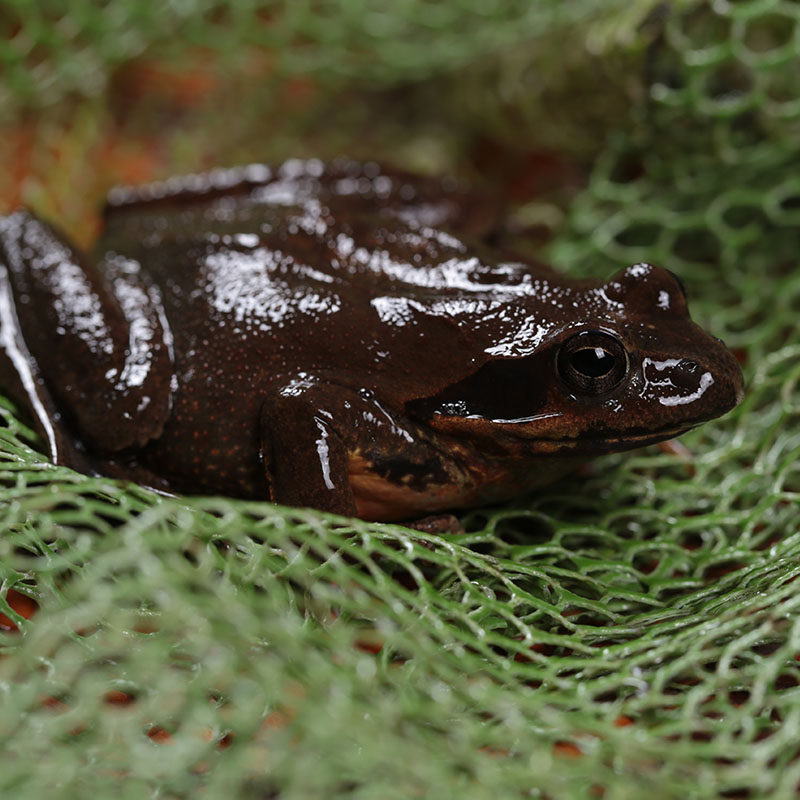 东北老农长白山吉林公活林蛙哈什蚂活体公狗顺丰蛤蟆其它雪蛤制品