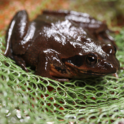 东北老农吉林活林蛙雪蛤母豹子蛤蟆哈什蚂籽油多顶两特大顺丰其它雪蛤